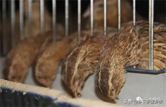为什么不要养鹌鹑