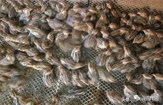 为什么不要养鹌鹑