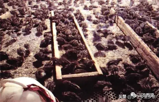 为什么不要养鹌鹑