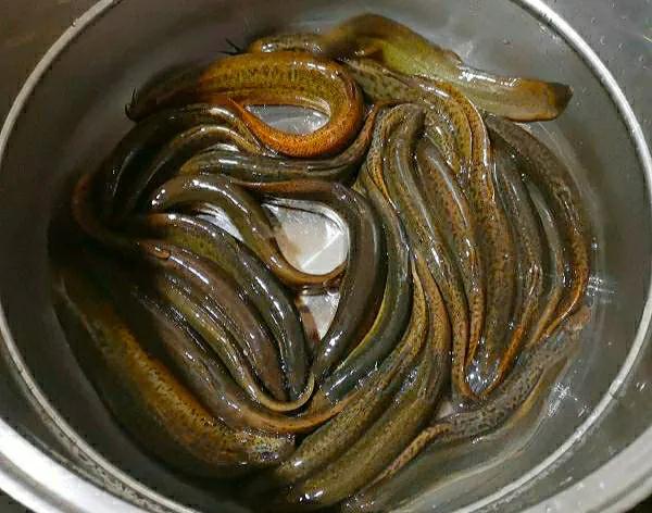 杀泥鳅正确方法最快