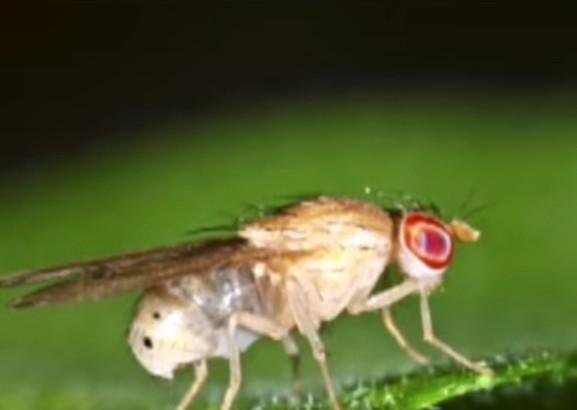 室内果蝇如何驱赶消灭