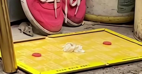 室内果蝇如何驱赶消灭