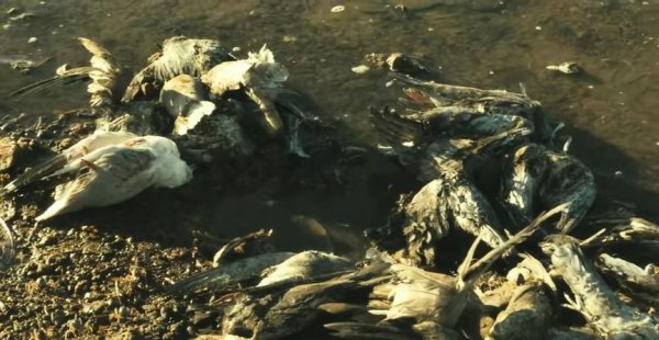 恐怖游轮讲的到底是什么故事