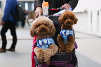 泰迪真正认主人表现在哪些地方 怎样看出泰迪幼犬认主人了
