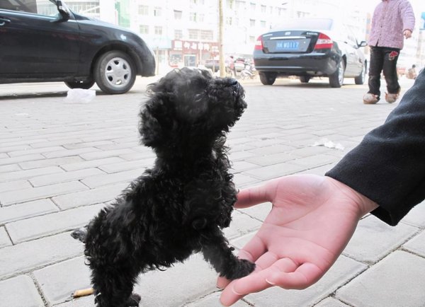 泰迪真正认主人表现在哪些地方