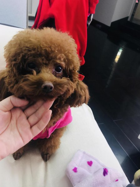 泰迪真正认主人表现在哪些地方