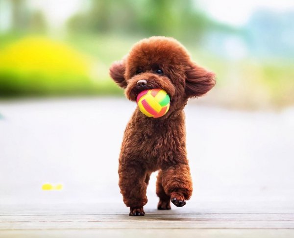 泰迪真正认主人表现在哪些地方