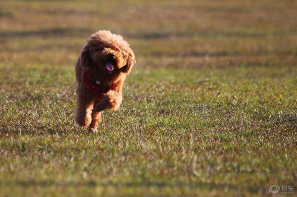 泰迪真正认主人表现在哪些地方