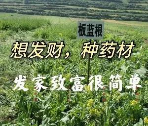 药材种植项目哪种最好