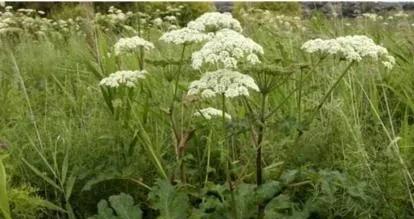 药材种植项目哪种最好