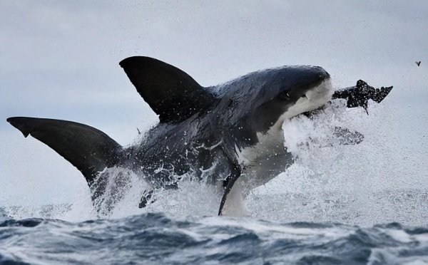 世界上最牛的鲨鱼有哪些