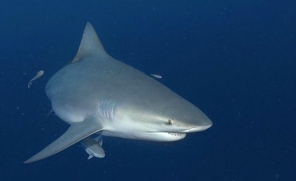 世界上最牛的鲨鱼有哪些