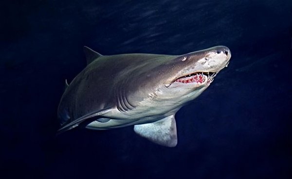 世界上最牛的鲨鱼有哪些