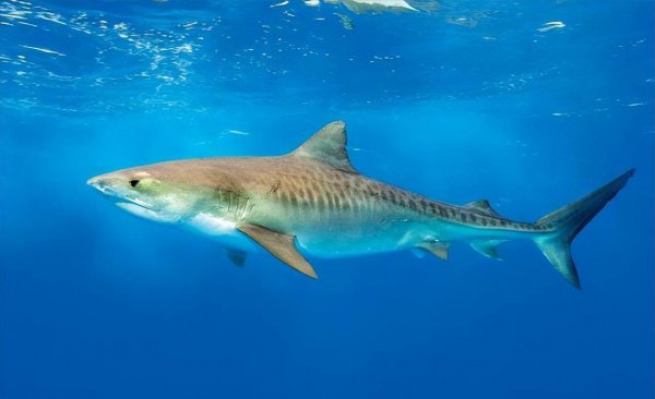 世界上最牛的鲨鱼有哪些