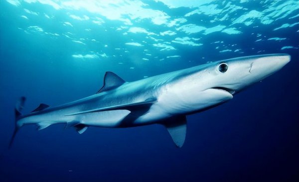 世界上最牛的鲨鱼有哪些