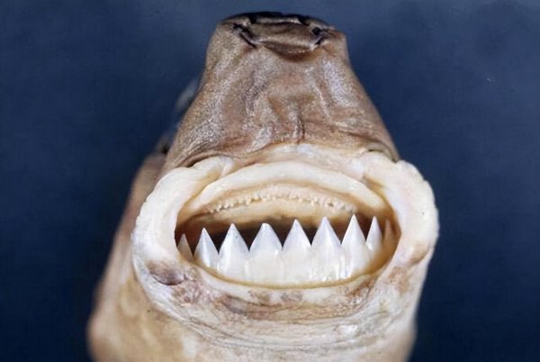世界上最牛的鲨鱼有哪些