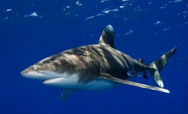 世界上最牛的鲨鱼有哪些