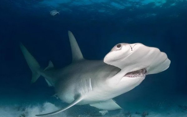 世界上最牛的鲨鱼有哪些