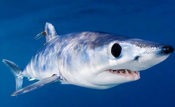 世界上最牛的鲨鱼有哪些