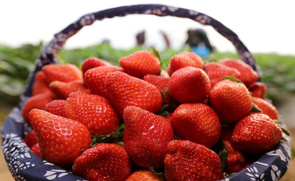 冬天草莓是反季节吗