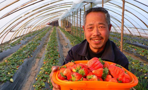 冬天草莓是反季节吗
