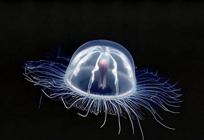 高中生物所有酶总结 高中生物总复习关于酶的知识点