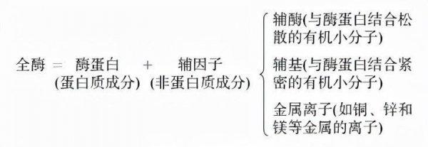 高中生物所有酶总结