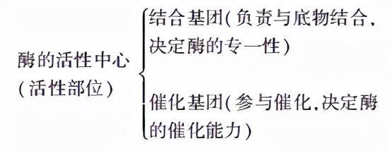 高中生物所有酶总结