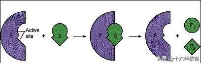 高中生物所有酶总结