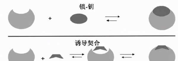 高中生物所有酶总结