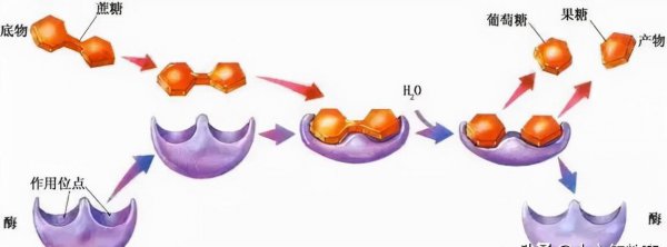 高中生物所有酶总结