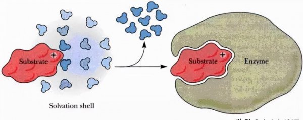 高中生物所有酶总结