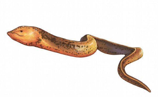 黄鳝属于鱼类吗