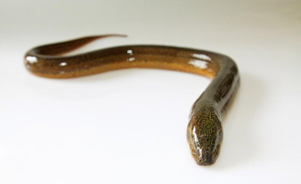 黄鳝属于鱼类吗