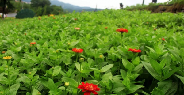 新余有什么旅游景点吗