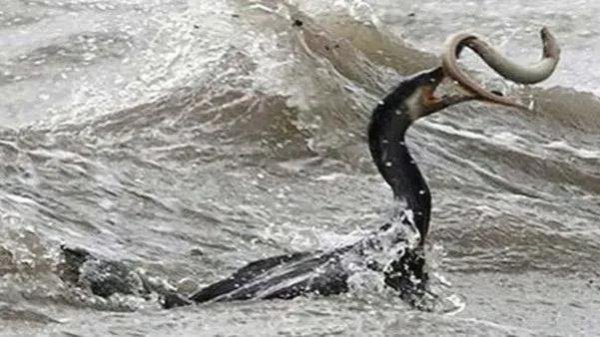 世界十大水怪是什么