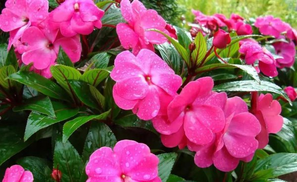 蛇怕硫磺是真的吗