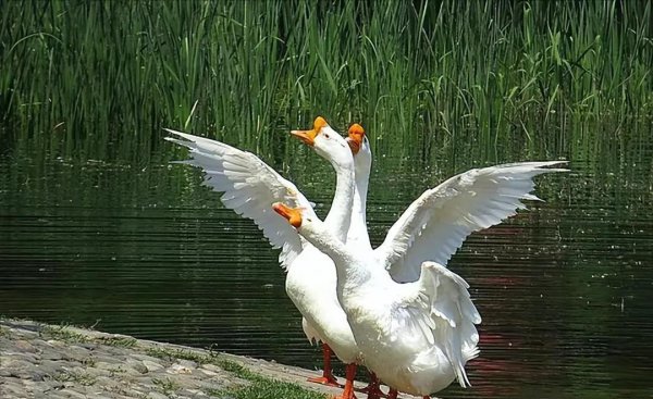 蛇怕硫磺是真的吗