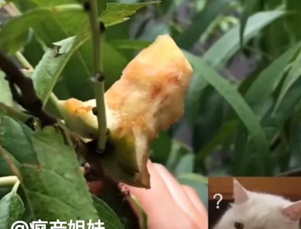 网红贝勒爷邵雨轩个人资料