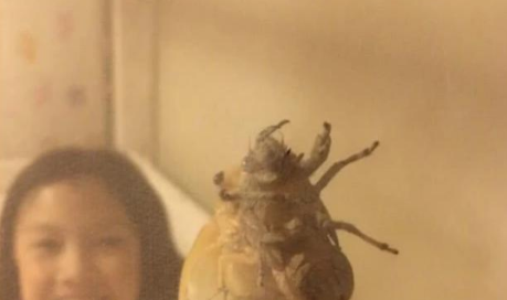 袁泉现任老公是谁