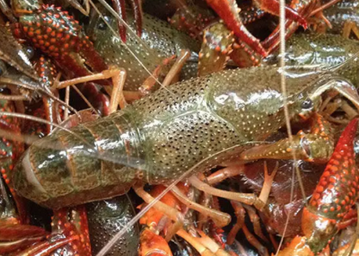 小龙虾是哪里的特产 全国哪里的小龙虾最出名最好吃