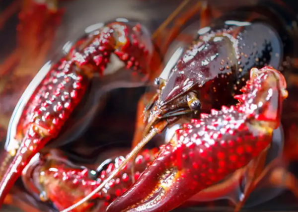 小龙虾是哪里的特产