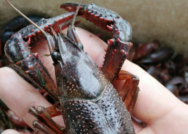 小龙虾是哪里的特产