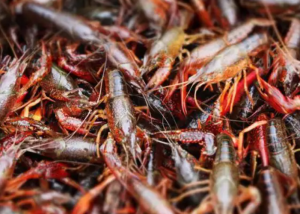 小龙虾是哪里的特产