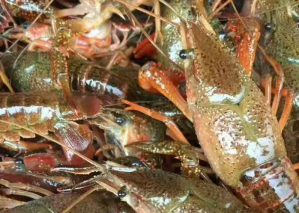 小龙虾是哪里的特产