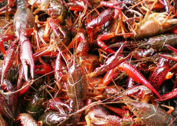 小龙虾是哪里的特产