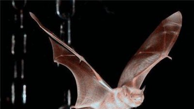 蝙蝠飞到房间怎么驱赶它 家里飞来一只蝙蝠怎么解决