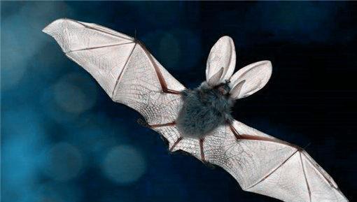 蝙蝠飞到房间怎么驱赶它