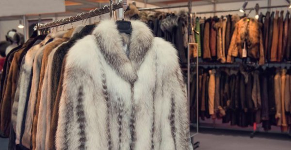 选择貂和羽绒服哪个更暖和