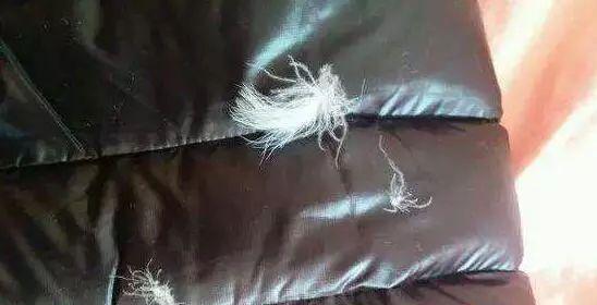 选择貂和羽绒服哪个更暖和